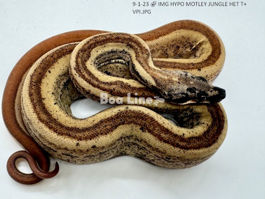 IMG HYPO MOTLEY JUNGLE HET T+ VPI
